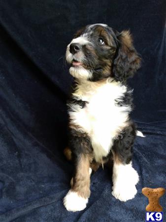 ThatLuckyDog Picture 2